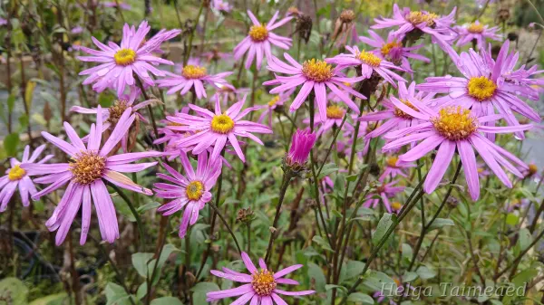 Aster amellus ‘Brilliant’