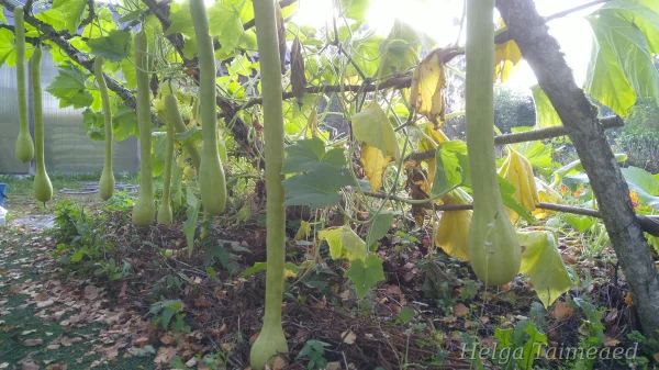 Cucurbita Summer Squash Group  'Tromba di Albenga' rullkõrvits ehk trompetkõrvits