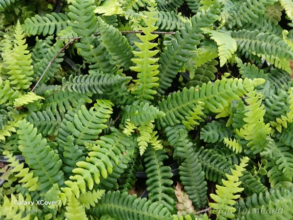 Blechnum spicant 'Stripetti'