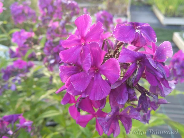 Phlox paniculata  ́Düsterlohe ́('Nikcy') Aed-leeklill