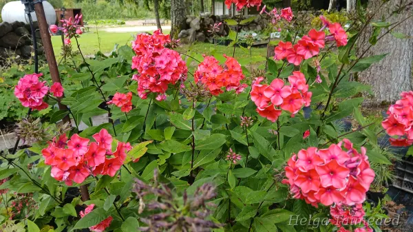 Phlox paniculata 'Adessa® Orange'