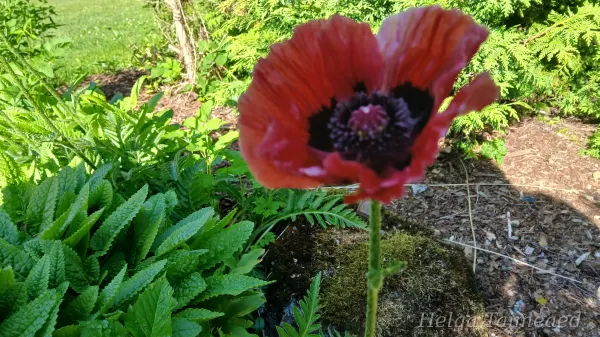 Papaver orientale 'Royal Chocolate Distinction' Idamagun