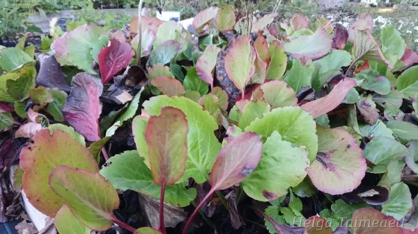 Bergenia cordifolia 'Winterglut' Südajas bergeenia