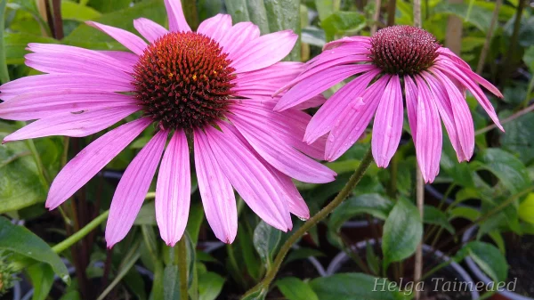 Echinacea purpurea Primadonna® 'Deep Rose'