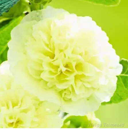 Alcea rosea 'Chaters Yellow'
