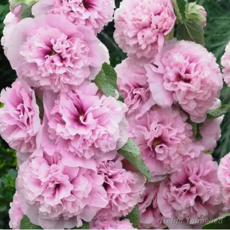 Alcea rosea 'Chaters Pink'