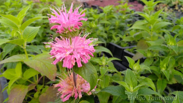 Monarda fistulosa 'Petite Wonder' Toruõieline monarda