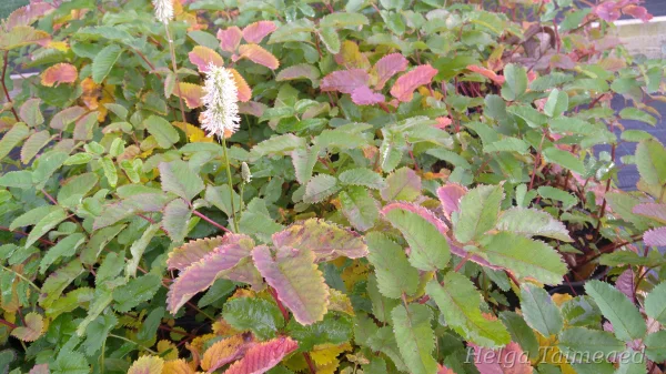 Sanguisorba 'Northern Lights'