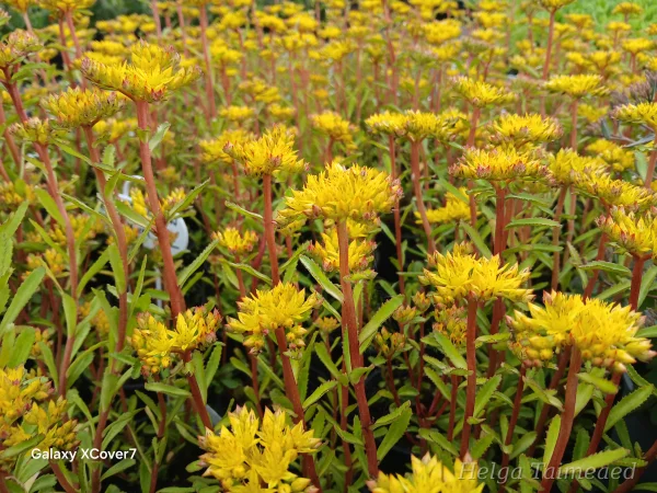 Phedimus (Sedum) aizoon 'Euphorbioides Maximum'
