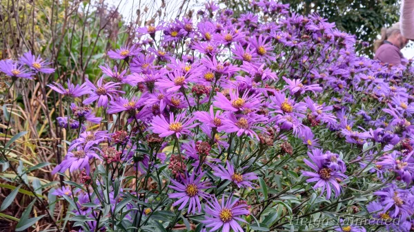 Aster amellus 'Veilchenkönigin' Amellaster