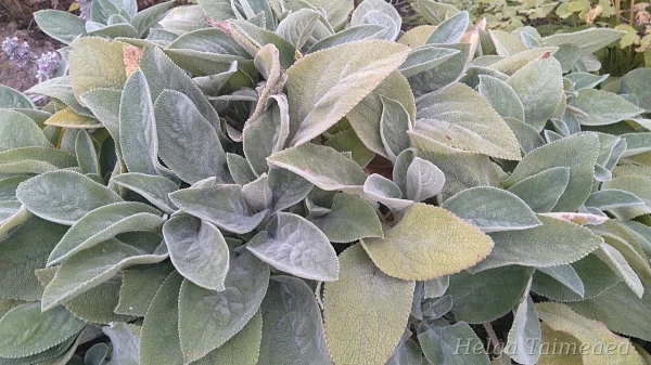 Stachys byzantina 'Helene Von Stein' ('Big Ears')