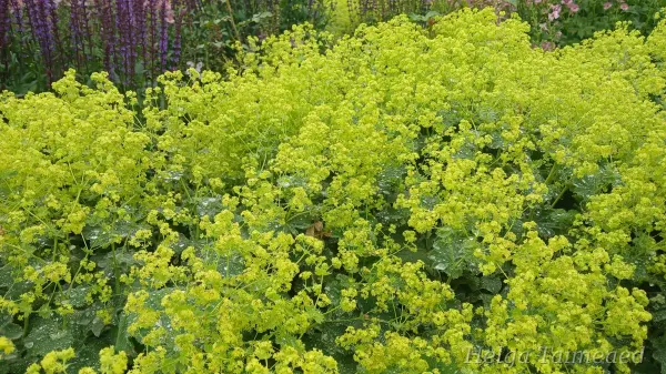 Alchemilla mollis 'Thriller'  Ladys Mantle