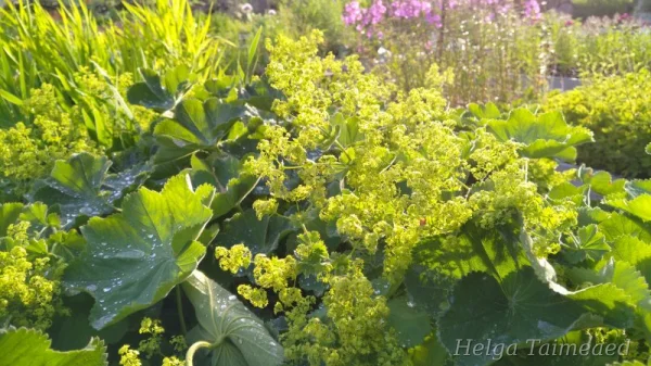 Alchemilla mollis  'Thriller' Манжетка мягкая