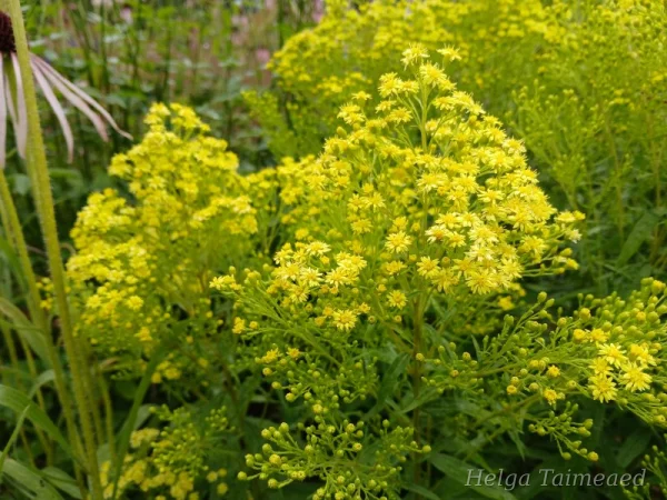 Solidago 'Citronella'