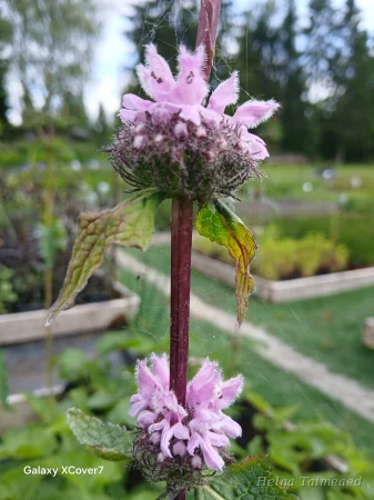 Phlomis tuberosa 'Pale Face' Зопник клубненосный