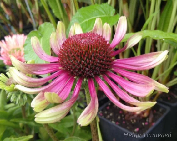 Echinacea purpurea 'Green Twister'