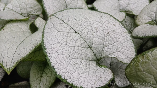 Brunnera 'Alexandria'