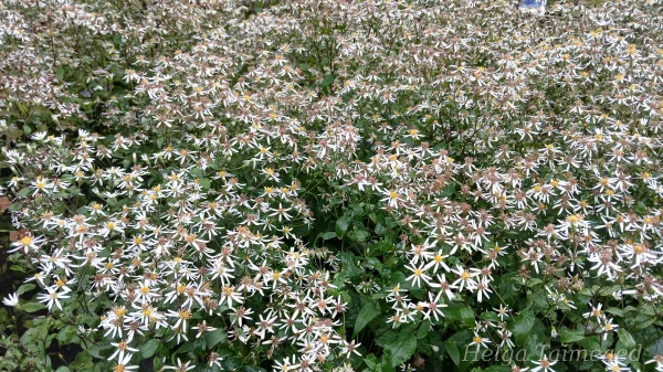 Eurybia divaricata (Aster divaricatus) 'Tradescant' Haraline aster
