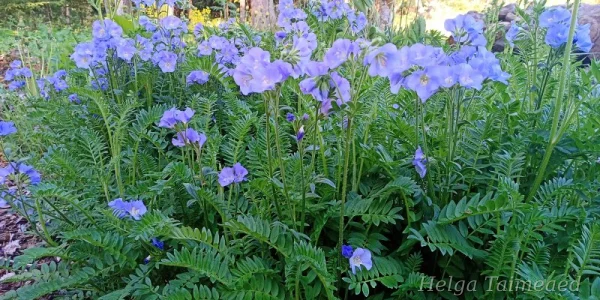 Polemonium caeruleum 'Northern Light's' Синюха голубая