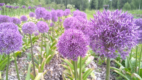Allium 'Dutchman'