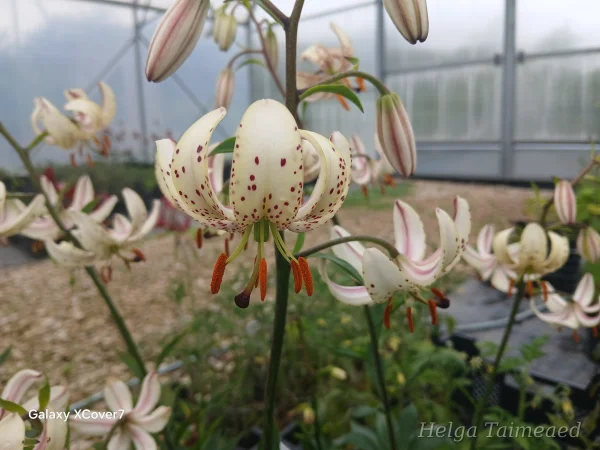 Lilium martagon 'Albi Morning' Лилия кудреватая