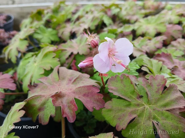Geranium macrorrhizum 'Ingwersen'