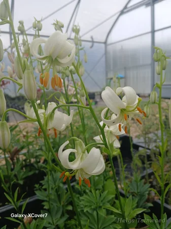 Lilium martagon 'Snowy Morning'