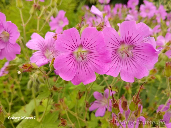Geranium 'Sirak' Kurereha