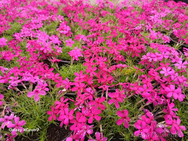 Phlox douglasii 'Ochsenblut'