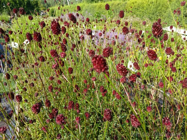 Sanguisorba 'Chocolate Tip' Кровохлёбка
