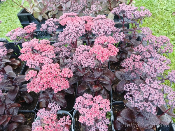 Hylotelephium (Sedum)  'Dark Magic' Stonecrop