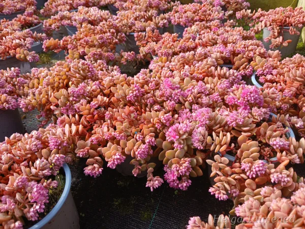 Sedum cyaneum 'Rosenteppich'