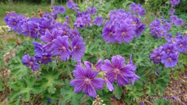Geranium x magnificum 'Rosemoor' Tore kurereha