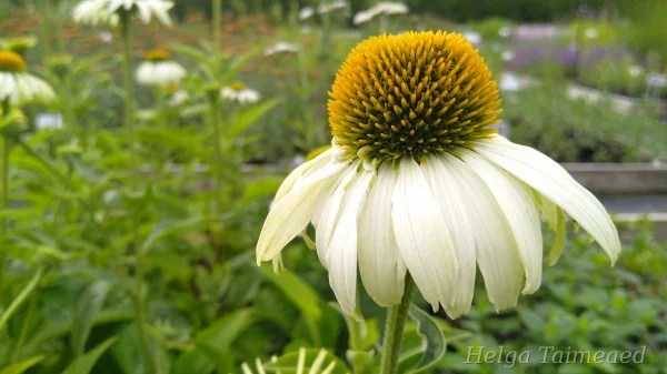 Echinacea purpurea 'White Swan'