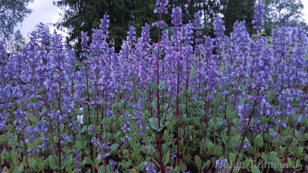 Nepeta 'Poseidon' Naistenõges