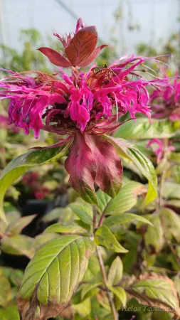 Monarda fistulosa 'Talud'