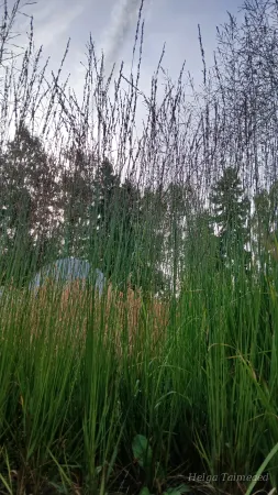 Molinia caerulea 'JS Aha-Erlebnis' Harilik sinihelmikas
