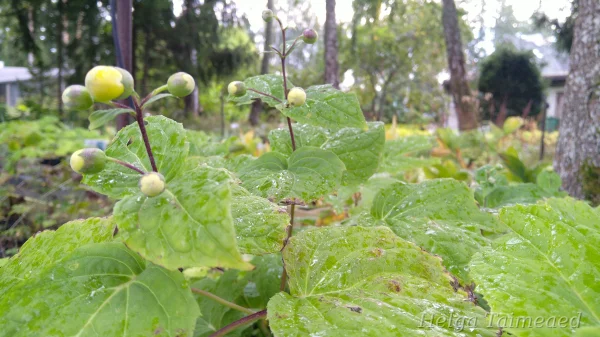 Kirengeshoma palmata