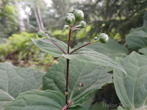 Kirengeshoma koreana