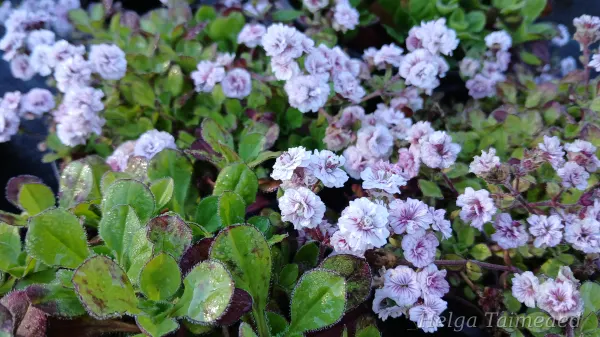 Gypsophila cerastioides 'Plena' Patjaharso