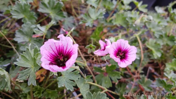 Geranium cinereum 'Thumbling Heart'
