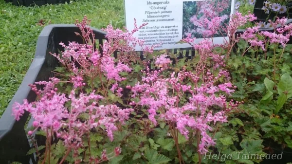 Filipendula palmata 'Göteborg' Ida-angervaks