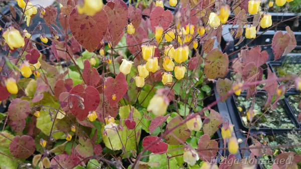 Epimedium 'Sunny and Share'