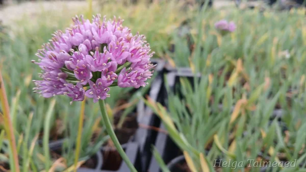 Allium senescens 'Little Saphire'
