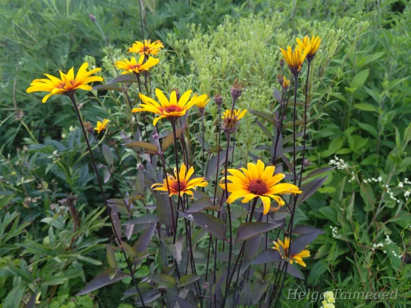 Heliopsis helianthoides var scabra 'Burning Hearts'