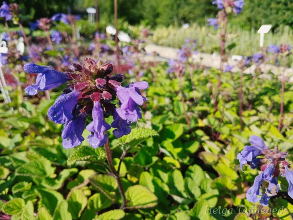Dracocephalum rupestre Kallioampiaisyrtti