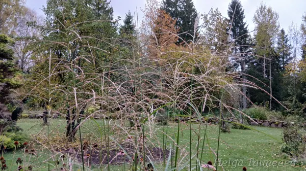 Miscanthus sinensis 'Klaine Silberspinne' Hiina siidpööris
