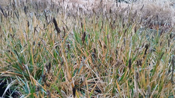 Sesleria 'Greenlee's Hybrid'