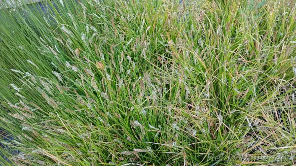 Sesleria 'Greenlee's Hybrid'