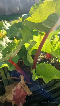 Rheum rhabarbarum 'Sanvitos® Summer'